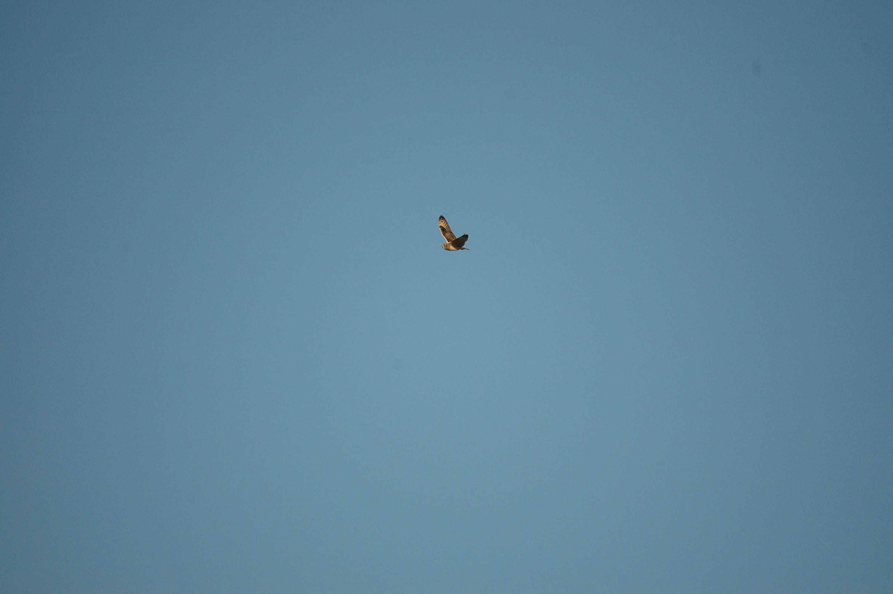 photos/wildlife/Bird_Species/085-Typical_Owls/2826-Short-eared Owl/DSC_4760.JPG